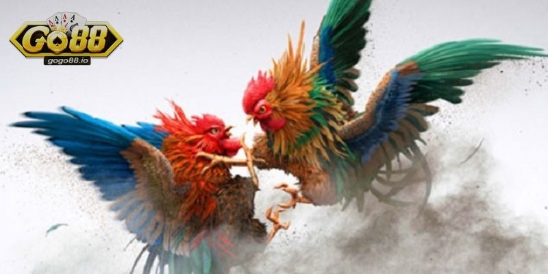 Giới thiệu tổng quan về Đá Gà GO88