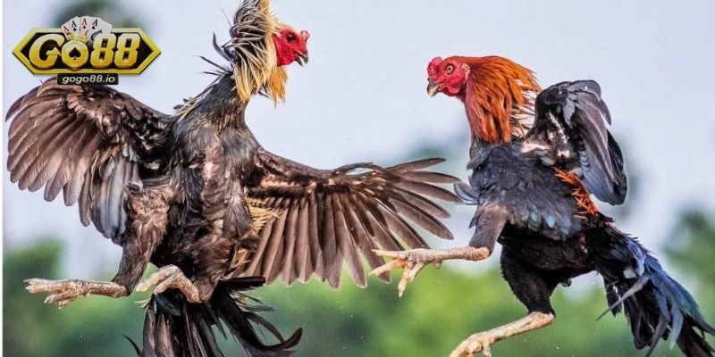Đá Gà GO88 – Không gian chọi kê kịch tính như thật