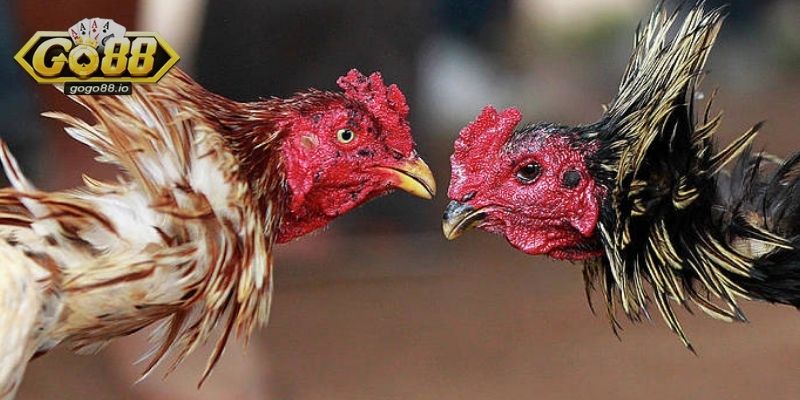 Kiến thức cần nắm khi tham gia Đá Gà GO88